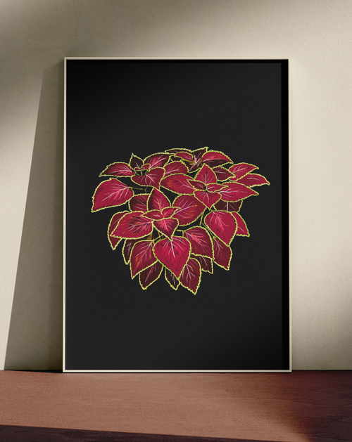 Coleus scutellarioides - A4 Print